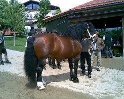 horse Ramsstern (South German draft horse, 2000, from Rasso)