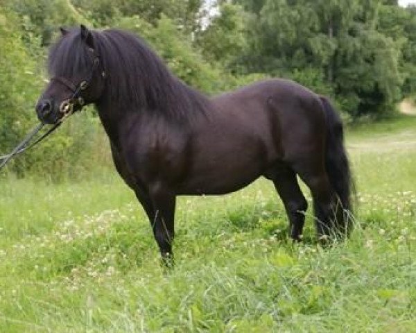 horse Chico (Shetland Pony, 2004, from Charmeur v.St.Marwin)