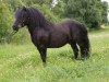 horse Chico (Shetland Pony, 2004, from Charmeur v.St.Marwin)