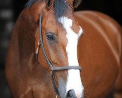 dressage horse Curtis (Westphalian, 2008, from Chin Quin)