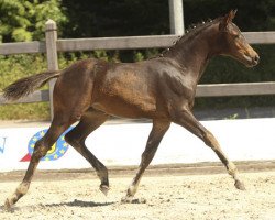 dressage horse Happy Benita (German Riding Pony, 2013, from Best Boy)