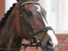 horse Debra (Polish Warmblood, 2004, from Grand de la Cour)