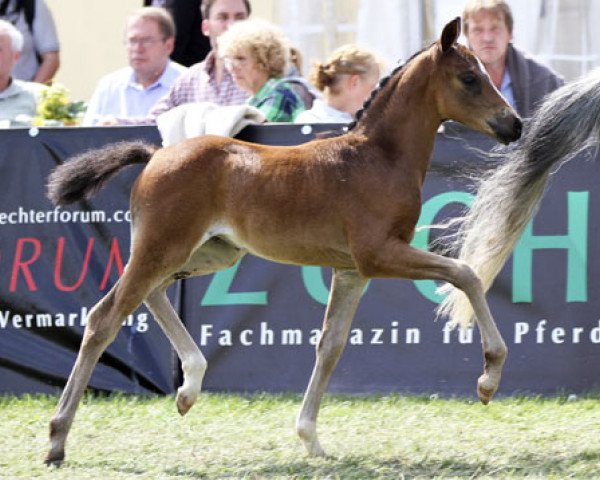 broodmare Sietlands Fancy (German Riding Pony, 2013, from Quaterback)