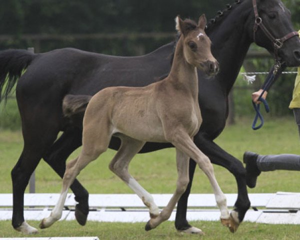 Zuchtstute Laguna (Deutsches Reitpony, 2013, von High Flow's Oxford)