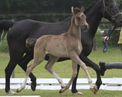 Zuchtstute Laguna (Deutsches Reitpony, 2013, von High Flow's Oxford)