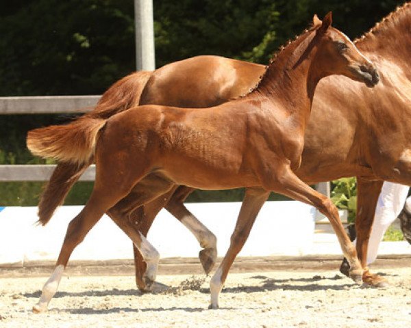 dressage horse Rosenrot (German Riding Pony, 2013, from Kaiser Bonaparte WE)