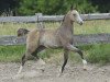 dressage horse Carib vM (German Riding Pony, 2013, from FS Chacco Blue)