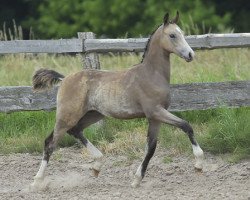 Dressurpferd Carib vM (Deutsches Reitpony, 2013, von FS Chacco Blue)