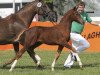 dressage horse Bright Diamond S (German Riding Pony, 2013, from Benetton S)