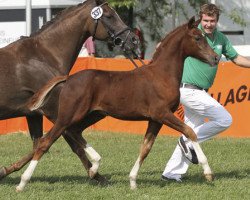 dressage horse Bright Diamond S (German Riding Pony, 2013, from Benetton S)