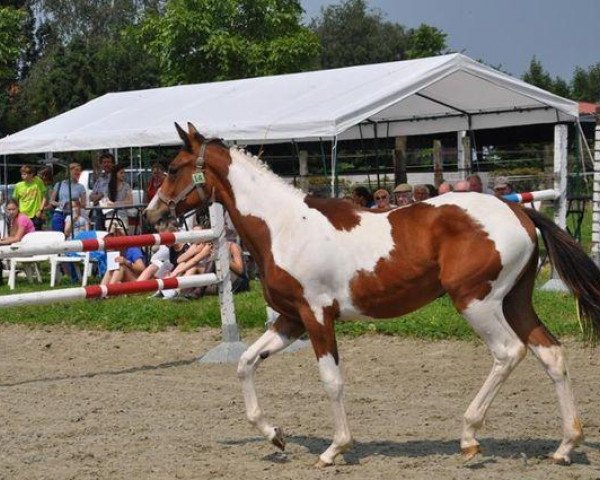 broodmare Coralina vd Veldhoeve Z (Zangersheide riding horse, 2012, from Ceasar Ter Linden)