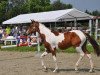 broodmare Coralina vd Veldhoeve Z (Zangersheide riding horse, 2012, from Ceasar Ter Linden)