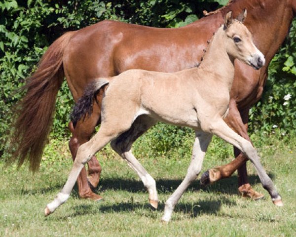 dressage horse Rieemaars Chicago (German Riding Pony, 2013, from Caramel FH WE)