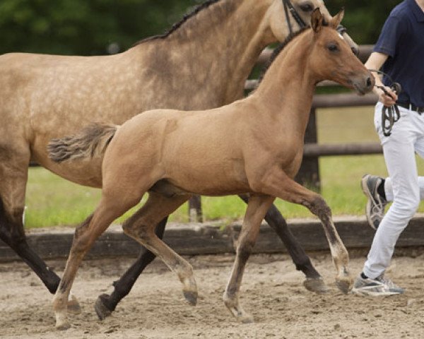 Dressurpferd Der Hugo (Deutsches Reitpony, 2013, von FS Daddy Cool)