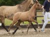 Pferd Der Hugo (Deutsches Reitpony, 2013, von FS Daddy Cool)