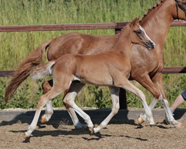 dressage horse Tessa (German Riding Pony, 2013, from Cezanne de Luxe)