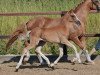 dressage horse Tessa (German Riding Pony, 2013, from Cezanne de Luxe)