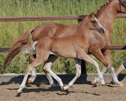 Dressurpferd Tessa (Deutsches Reitpony, 2013, von Cezanne de Luxe)