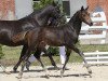 dressage horse Chabayus (German Riding Pony, 2013, from Chantre 31)