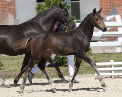 dressage horse Chabayus (German Riding Pony, 2013, from Chantre 31)