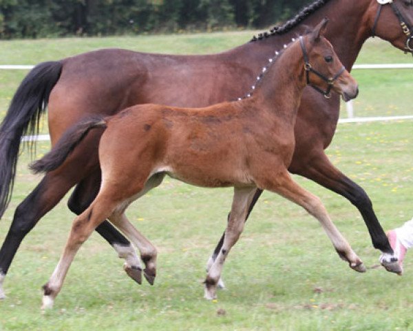 Pferd Mastro‘s Samanta (Deutsches Reitpony, 2013, von Wengelo's Nelson)