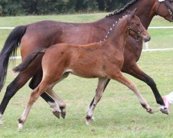 Pferd Mastro‘s Samanta (Deutsches Reitpony, 2013, von Wengelo's Nelson)