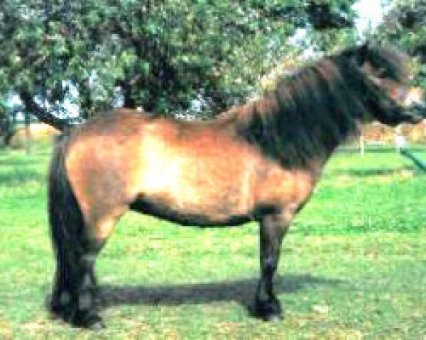 broodmare Reha von Repgow (Shetland pony (under 87 cm), 2002, from Theseus)