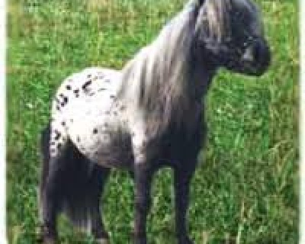 stallion Rio Palouse (Dt.Part-bred Shetland pony, 1981, from Romeo)