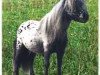 Deckhengst Rio Palouse (Dt.Part-bred Shetland Pony, 1981, von Romeo)
