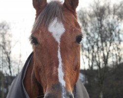 broodmare Alsunny (German Riding Pony, 2000, from Alexander)