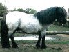 broodmare Resi von Repgow (Shetland pony (under 87 cm), 1995, from Right Rhum van de Hesterhoeve)