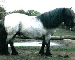 Pferd Resi von Repgow (Shetland Pony (unter 87 cm), 1995, von Right Rhum van de Hesterhoeve)