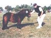 broodmare Regentin von Repgow (Shetland pony (under 87 cm), 2003, from Sir Paul)