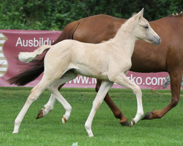 Pferd Golden Sensation (Deutsches Reitpony, 2013, von Golden State 2)