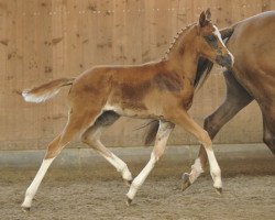 dressage horse Crazy Color (German Riding Pony, 2013, from Dreidimensional AT NRW)