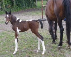 horse Flying Colours GS (Belgium Sporthorse, 2011, from Ceasar Ter Linden)