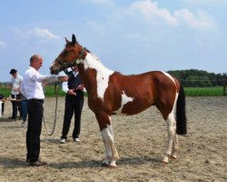 Springpferd Ferera (Belgisches Warmblut, 2011, von Ceasar Ter Linden)