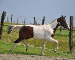 Pferd Constantine van de Veldhoeve Z (Zangersheide Reitpferd, 2012, von Ceasar Ter Linden)