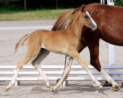 Springpferd Mr. Hill (Deutsches Reitpony, 2013, von FS Mr. Right)