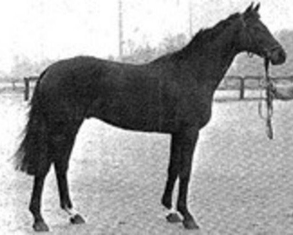 stallion Kaiserstern xx (Thoroughbred, 1978, from Luciano xx)