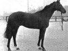 stallion Kaiserstern xx (Thoroughbred, 1978, from Luciano xx)
