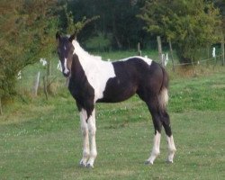 horse Chasing Dreams Z (Zangersheide riding horse, 2012, from Ceasar Ter Linden)