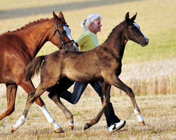 Springpferd Zöthen's New Dancer (Deutsches Reitpony, 2013, von Nutrix)