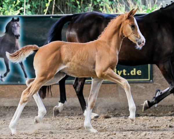 Dressurpferd RM Million Miles (Deutsches Reitpony, 2013, von FS Mr. Right)