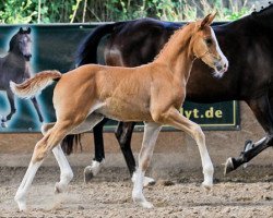 dressage horse RM Million Miles (German Riding Pony, 2013, from FS Mr. Right)