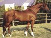 stallion Calypso d'Herbiers (Selle Français, 1990, from Hurlevent)