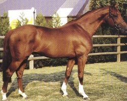 stallion Calypso d'Herbiers (Selle Français, 1990, from Hurlevent)