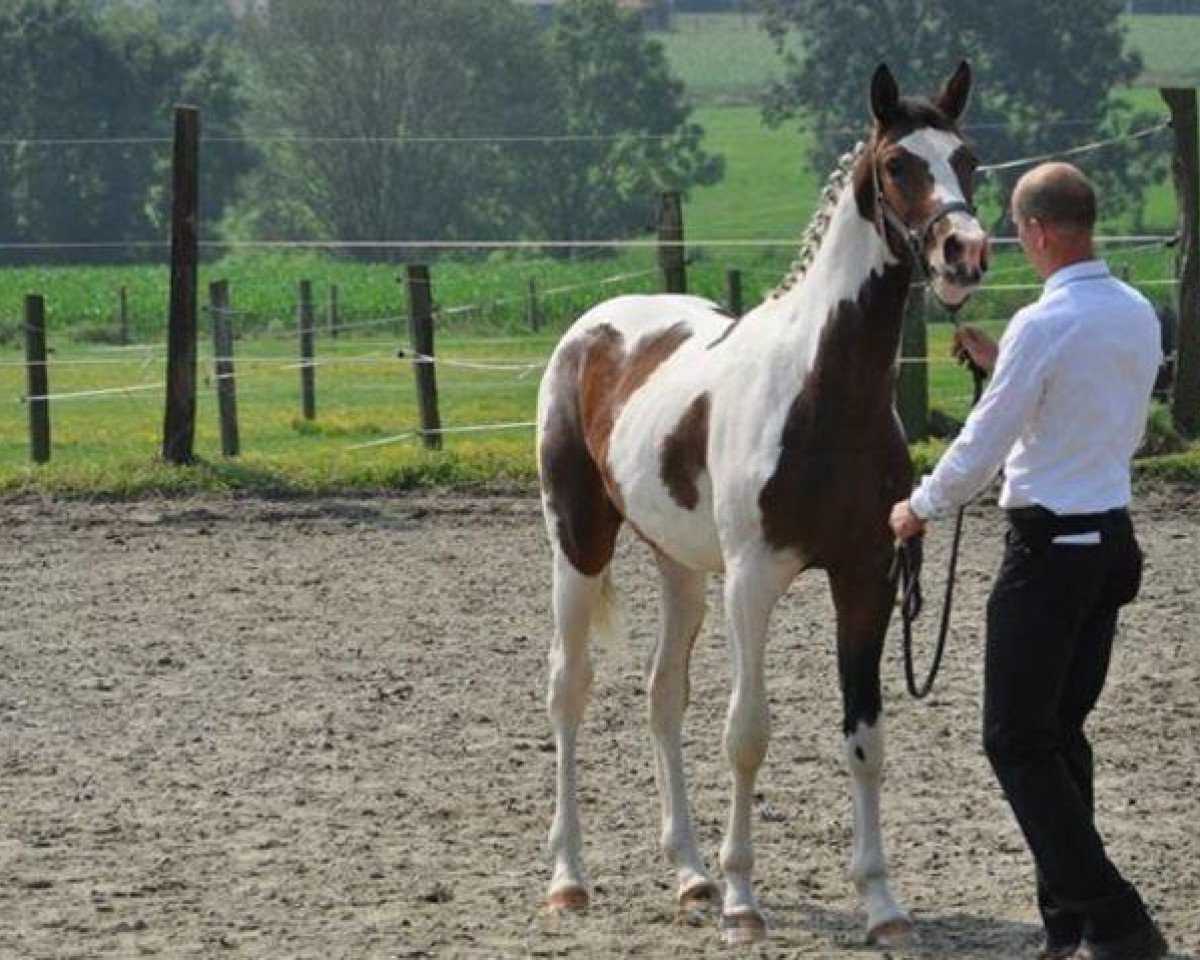 Pferd Calimero van de Veldhoeve (Belgium Sporthorse, 2012, von Ceasar Ter Linden)