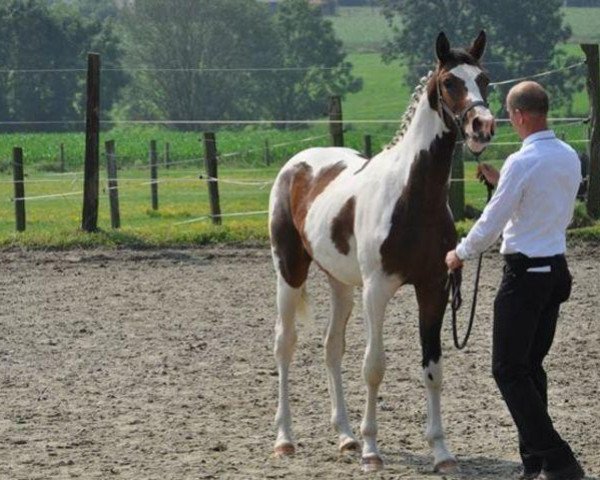 horse Calimero van de Veldhoeve (Belgium Sporthorse, 2012, from Ceasar Ter Linden)