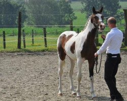 horse Calimero van de Veldhoeve (Belgium Sporthorse, 2012, from Ceasar Ter Linden)